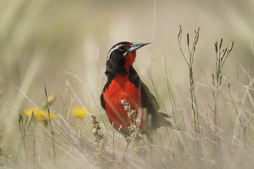 Una esperanza para la Loica Pampeana, el ave más amenazada de las pampas