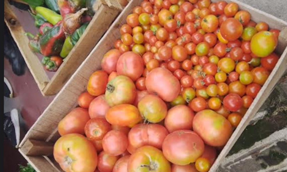 En la cárcel de Saavedra producen verduras y hortalizas para autoconsumo y para un taller protegido