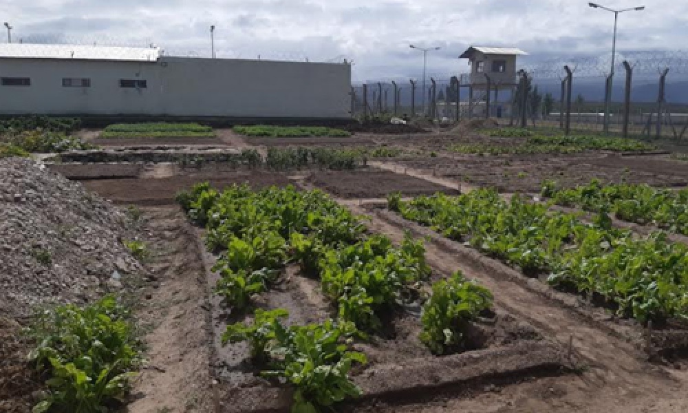 En la cárcel de Saavedra producen verduras y hortalizas para autoconsumo y para un taller protegido