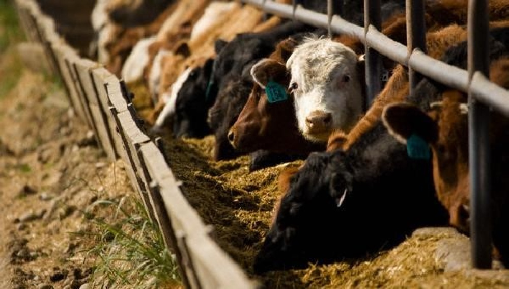 El Bloque Justicialista pidió informes sobre las actuaciones municipales ante los olores en Pigüé