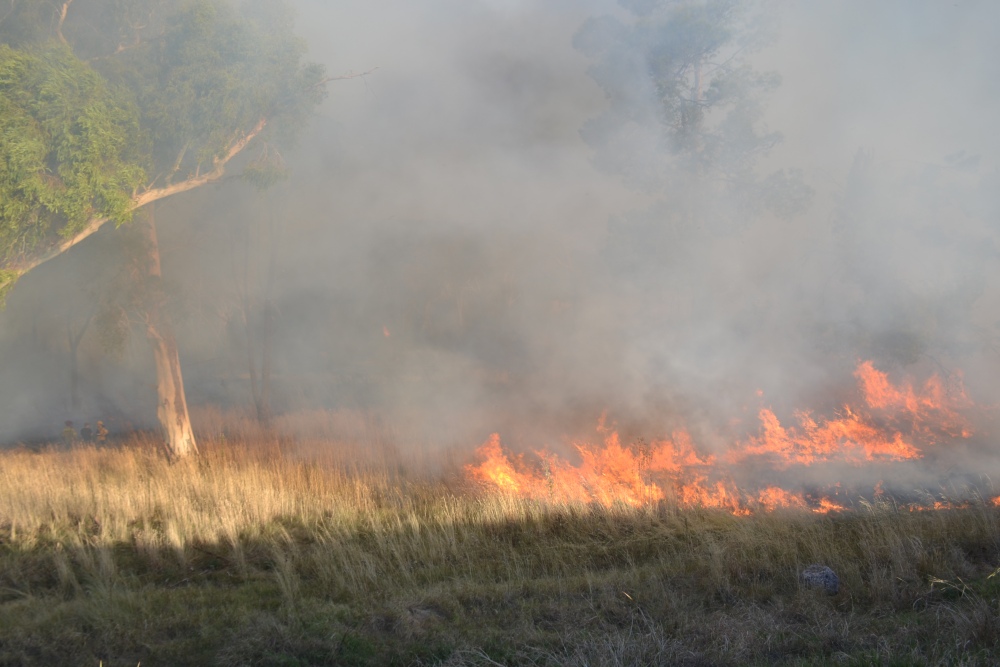 Incendio de magnitud en el bosque lindero al Autódromo de Pigüé