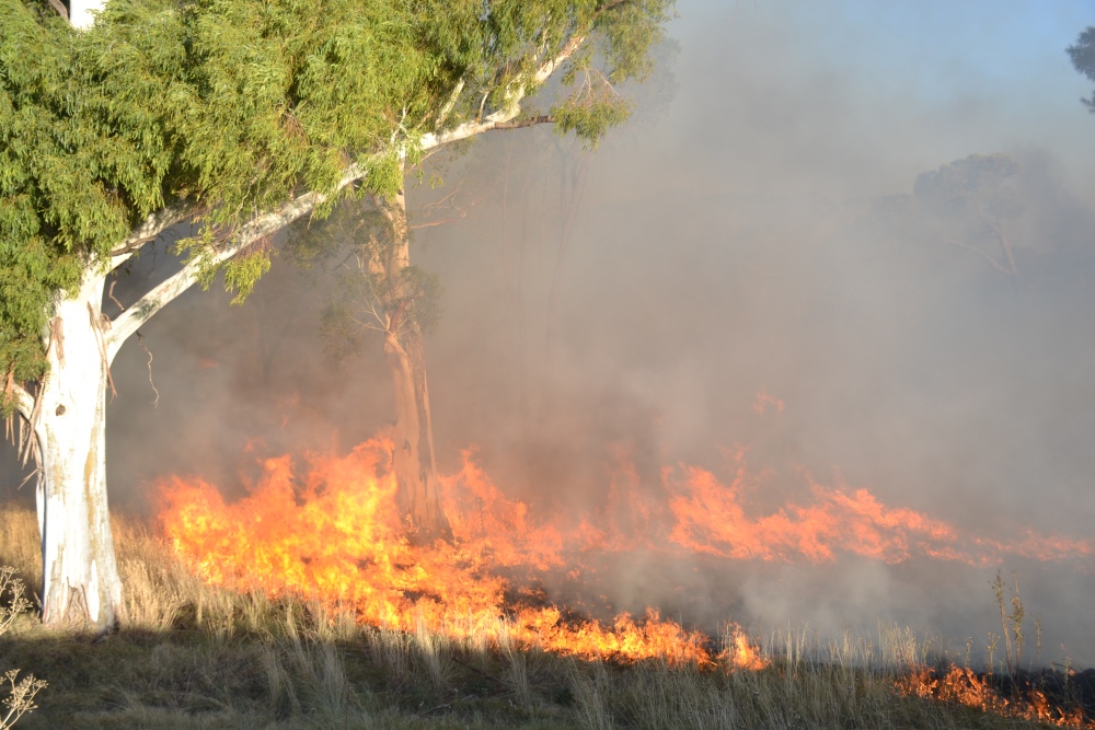Incendio de magnitud en el bosque lindero al Autódromo de Pigüé