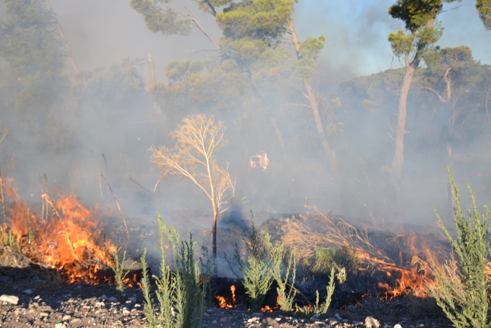 Incendio de magnitud en el bosque lindero al Autódromo de Pigüé