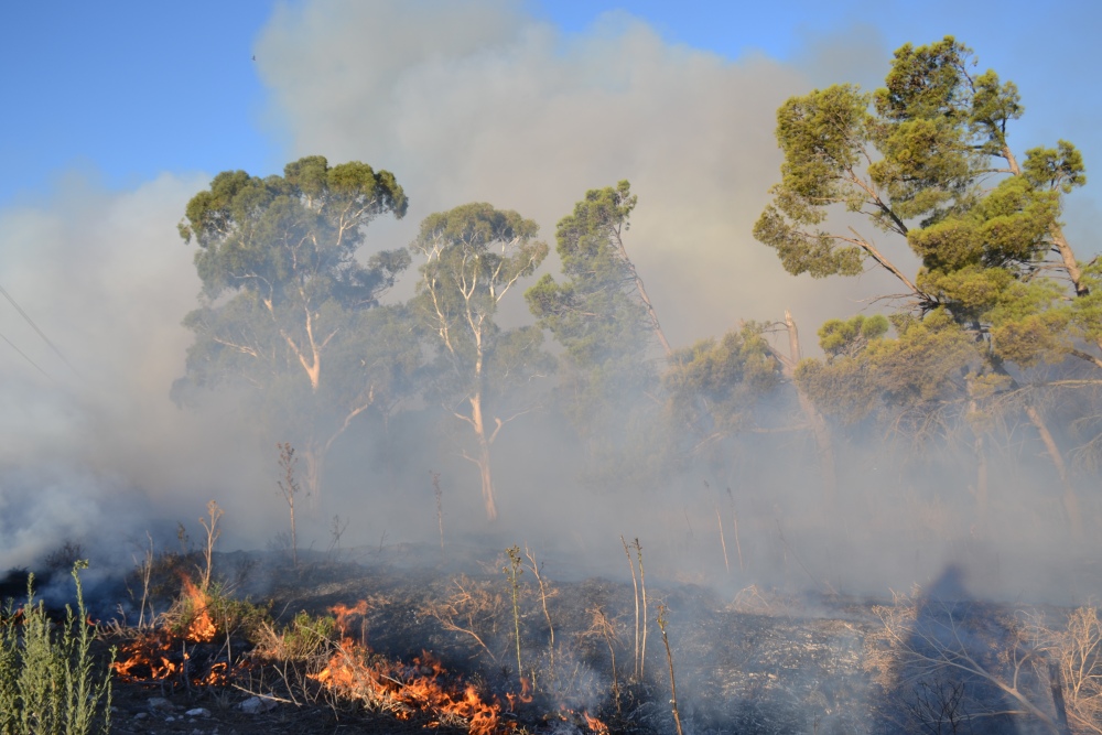 Incendio de magnitud en el bosque lindero al Autódromo de Pigüé