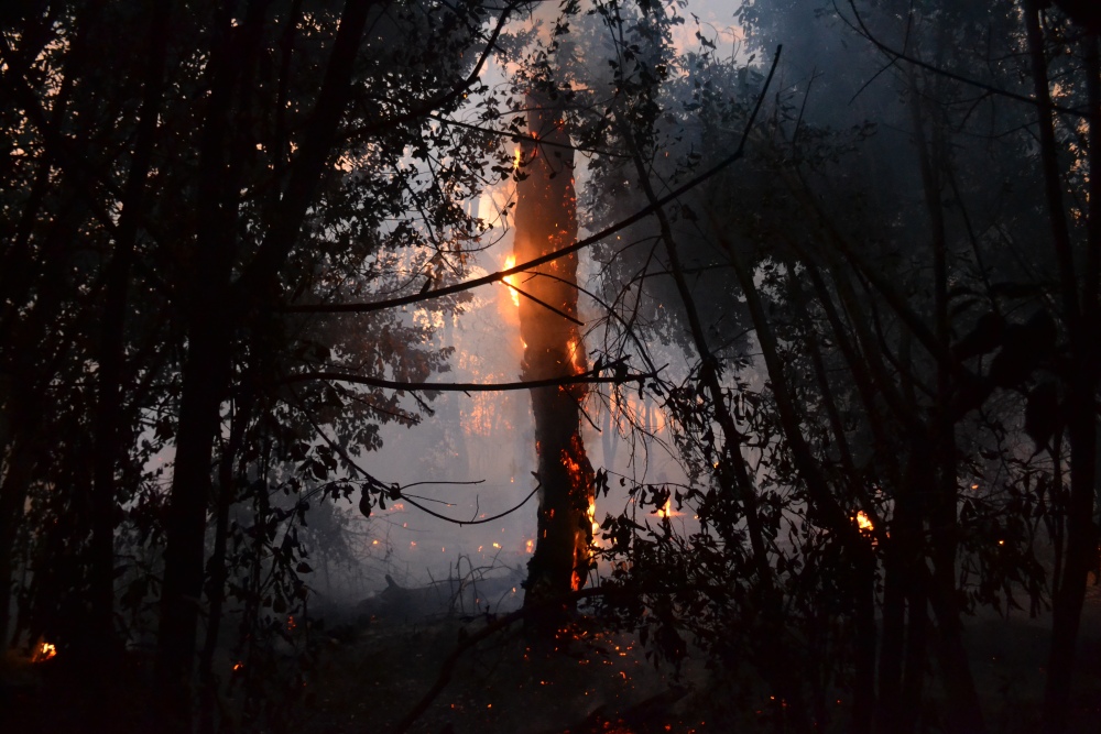 Incendio de magnitud en el bosque lindero al Autódromo de Pigüé