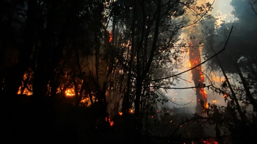 Incendio de magnitud en el bosque lindero al Autódromo de Pigüé