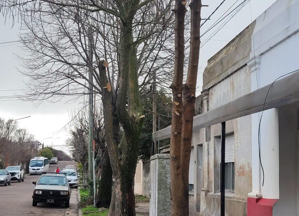El cuidado del arbolado urbano es una responsabilidad de todos