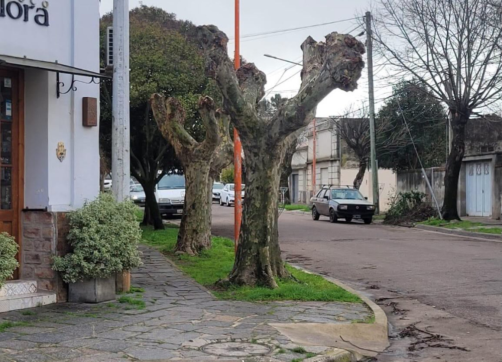 El cuidado del arbolado urbano es una responsabilidad de todos