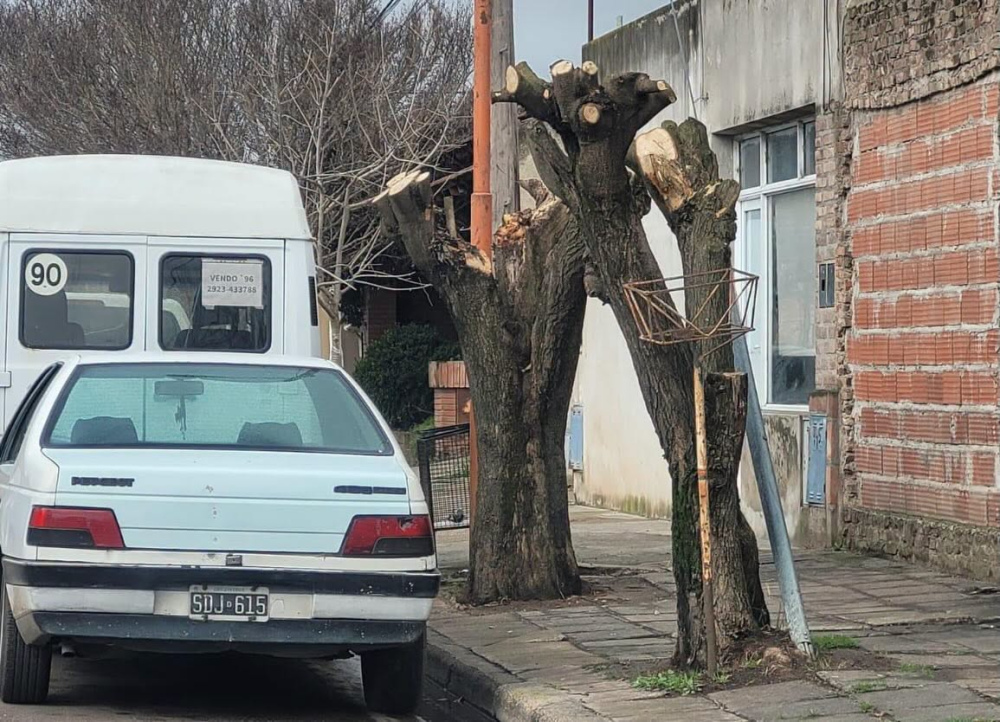 El cuidado del arbolado urbano es una responsabilidad de todos