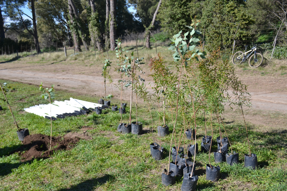 “Un Gin, un Árbol”: el Parque Municipal sumará 50 nuevos ejemplares