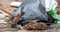 Piden informes urgentes por la proliferaci&oacute;n de roedores en Pig&uuml;&eacute;