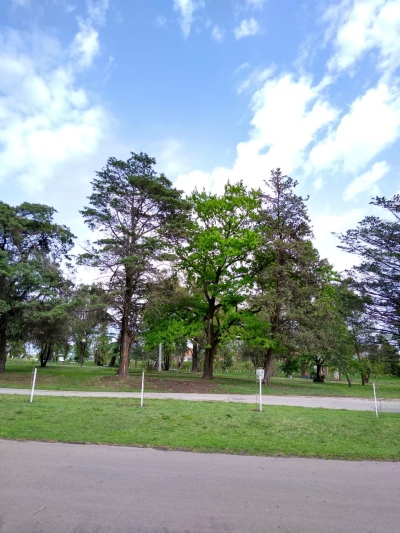 TRABAJOS DE FORESTACIÓN EN LAS LOCALIDADES