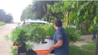 Puan: condenan a una pareja que protegía plantas de marihuana con un cerco electrificado