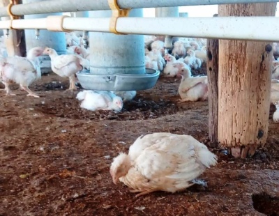 Influenza aviar: primer caso positivo en aves de corral en Río Negro