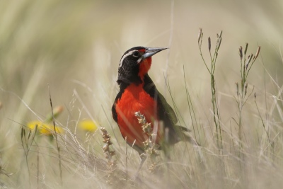 Una esperanza para la Loica Pampeana, el ave más amenazada de las pampas