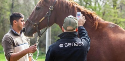 Segundo caso de encefalomielitis equina en nuestra zona