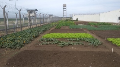 En la cárcel de Saavedra producen verduras y hortalizas para autoconsumo y para un taller protegido