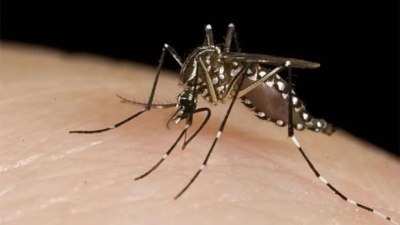 Se confirmaron más de 120 mil casos de dengue y 79 muertes en los últimos ocho meses